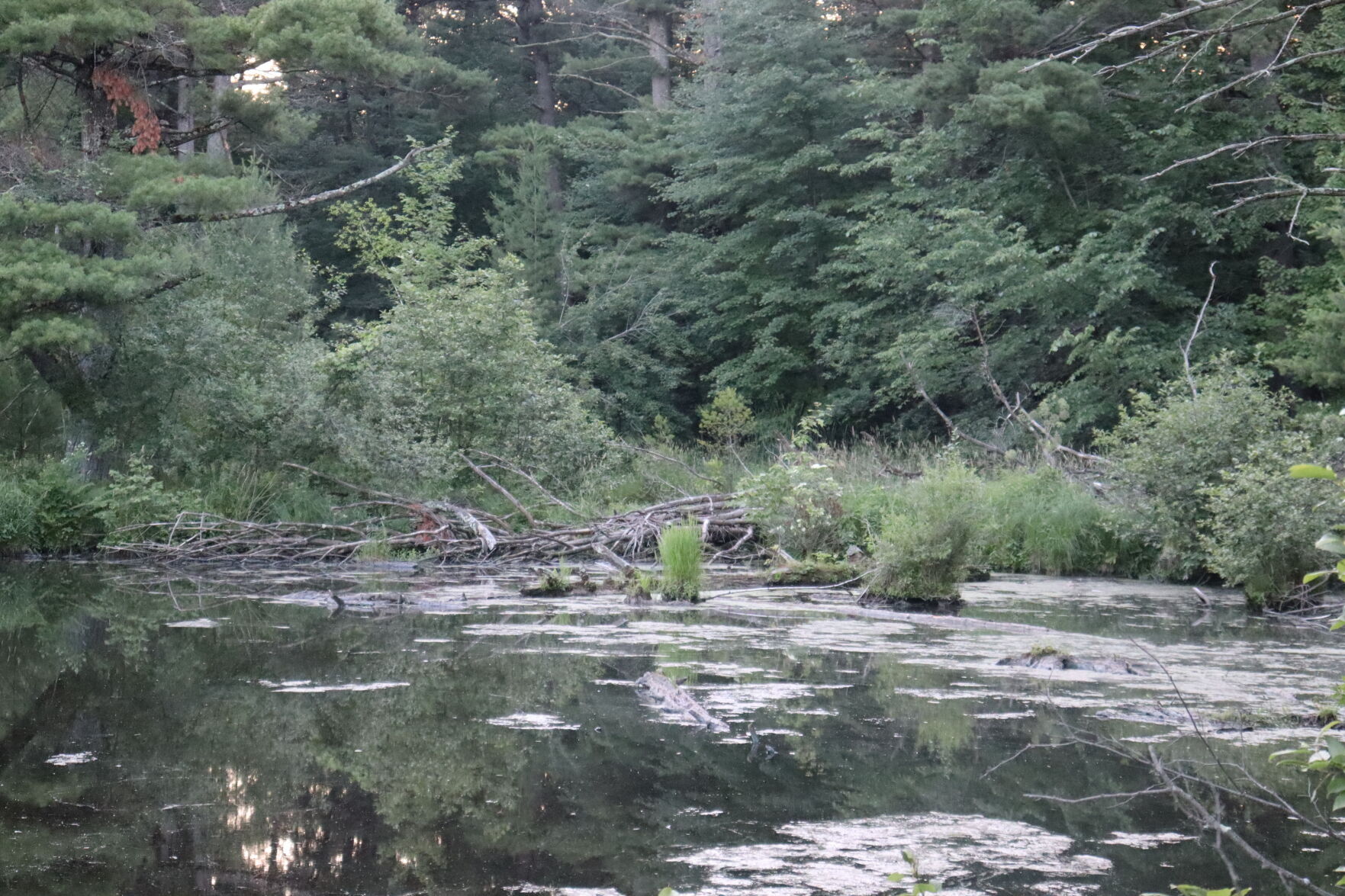 Lake Wissota State Park